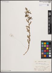 Foto von Salix elbursensis Boiss.
